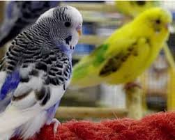 If you do get a cockatiel they can be a lot of fun. Pet Shop Near Me For Birds Cheap Buy Online