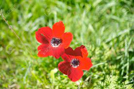 הכלנית היא צמח מוגן וקטיפתו אסורה. Wilde Rote Anemone Coronaria Windflower Blumen Bluhen In Galilaa Israel Nach Den Winterregen Lizenzfreie Fotos Bilder Und Stock Fotografie Image 36062358