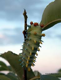 Image result for Cecropia