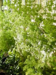 Image result for Asparagus macowanii