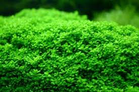 Www Aquaticplantcentral Com Forumapc Plantfinder Details Php Id 51 Susswasserpflanzen Planted Aquarium Aquariumpflanzen