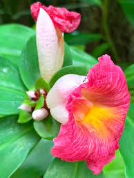 Image result for Costus phyllocephalus