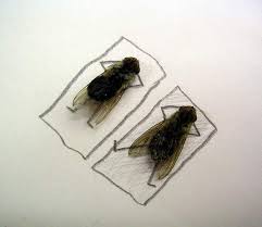 Funny Photos With Dead Flies By Magnus Muhr Unusual Art Insect Art Bored At Work