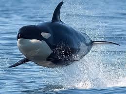 Image result for whale