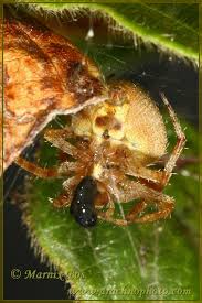 Image result for Centema subfusca