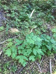 Image result for Entephria byssata