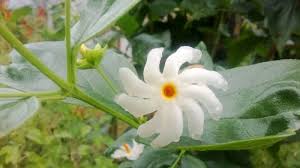We did not find results for: Night Jasmine Harsingar Parijat And Its Health Benefits And Herbal Remedies Hubpages