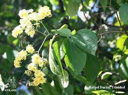 Image result for Cordia