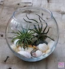 Budget Friendly Air Plant Terrarium Air Plants Diy Air Plants Air Plant Terrarium