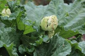 … bis zu dem zeitpunkt, an dem er noch genügend zeit hat für sich selbst zu sorgen! Wie Lange Kann Man Rhabarber Ernten Infos Zur Erntezeit Selbstversorger De