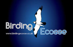 Birding Ecosse Midweek Holiday