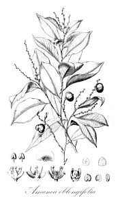 Image result for Maesobotrya floribunda