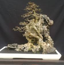 Selain bentuknya yang unik, bonsai ini juga memiliki ukuran yang mini maupun yang besar, keunggulan pohon serut ini adalah umur yang relatif panjang dari jenis bonsai lainnya. Bonsai Indonesia Serut Dibatu Streblus Asper On The Rock Uk Medium Facebook