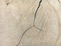 eiche holzoptik fototapete struktur holz von fototapete ch holztapete fototapete holzoptik