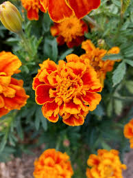 Image result for tagetes)