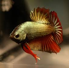 Pin On Fish