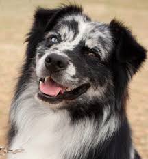 Help over 180,000 pets, that are available through rescues and shelters, find a home. Myriahill Australian Shepherds Australian Shepherd Breeder Moonbi Nsw