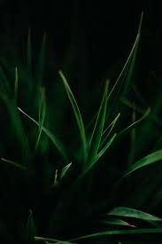 Leaves Pictures Download Free Images On Unsplash Nature Wallpaper Dark Photography Leaf Wallpaper