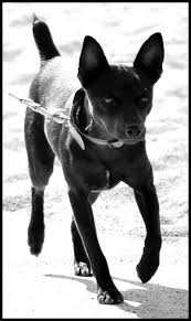 Black And White Rat Terrier Rdr S Black Pyrat At Md S Pll Clear A Mahogany Black And White Tuxedo Rat Terrier Male Rat Terriers Rat Terrier Dogs Rat Terrier Puppies