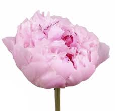 They have been there forever. Peony Peonies Pink Peonies Wholesale Flowers La
