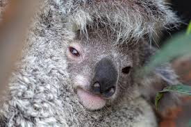 Marsupial San Diego Zoo Animals Plants
