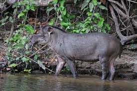 Rainforests are forest ecosystems characterized by high levels of rainfall, an enclosed canopy and high the bulk of the world's tropical rainforest occurs in the amazon basin in. South American Tapir Wikipedia