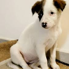 Breed:- Indian dog For adoption Name :- Maggie, cherry Age:- 2 and half  years ( Smart understanding vaccination :- completed rabies Location:- navi  Mumbai kalamboli Nagar Palika wale aaye the wo dog