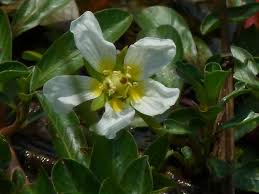 Image result for Ludwigia adscendens