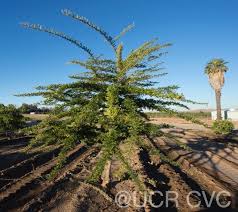 Image result for Fuirena bullifera