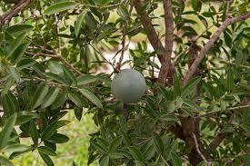 Image result for Strychnos pungens