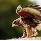 Raptor Road Show! Ohio School of Falconry