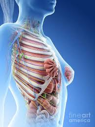 Learn human anatomy & physiology with our practice tests & video lessons. Female Upper Body Anatomy Poster By Sebastian Kaulitzki Science Photo Library