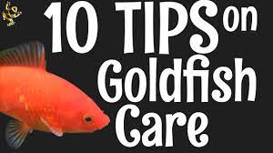 Goldfish Care 10 Things You Should Know Youtube