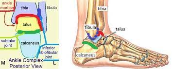 The three medial collateral ligaments are better known as the deltoid ligament. Lateral Ligament Injury Of The Ankle Physiopedia
