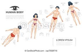 A discussion of the organ systems vector illustration of isolated on white woman s body with gastric tract color image and colon organ. Cartoon Human Anatomy Template Cartoon Human Anatomy Template With Man And Woman Front And Back View Body Parts Internal Canstock
