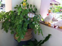 Pin On Jenny S Beautiful Tropical Garden