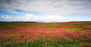 It is flawlessly nestled in the west himalayan region of uttarakhand and lies at a lofty height of 3600 m above sea level. A Quick Guide To Kaas Plateau Conde Nast Traveller India
