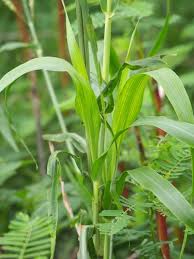 Image result for Cenchrus americanus