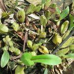 Image result for Bulbophyllum oreonastes