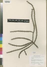 Image result for Phyllanthus manicaensis