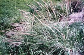 Image result for Cenchrus macrourus