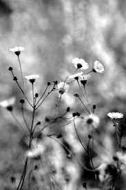 Rose flowers clipart black and white clipartsgram. Pin By Hannah Schneider On Nature White Photography Black And White Flowers Black And White Pictures