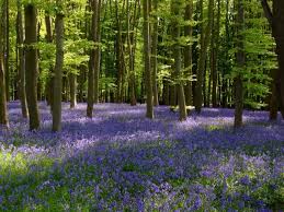 Best Walks For British Bluebells The English Garden British Garden Bluebells English Garden