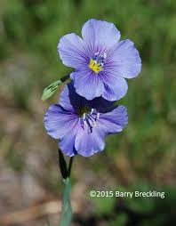 Image result for Limeum viscosum