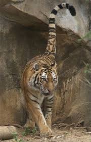 Tiger Tail Tiere Katzen Kleine Katzen