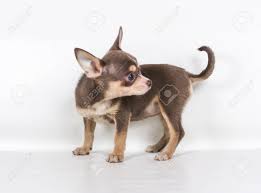 Mother chihuahua and her puppies, 4 days old. Chocolate And White Chihuahua Puppy 8 Weeks Old Standing In Stock Photo Picture And Royalty Free Image Image 12708512