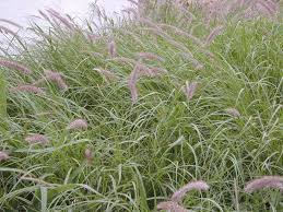 Image result for Cenchrus ciliaris