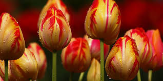 Pentru plantarea bulbilor de lalele se alege un teren bine luminat sau parțial umbrit iar solul se mărunțește astfel ca rădăcinile să se dezvolte bine. Lalele Ingrijire Plantare Si Pastrare Sfatul Gradinavesela Ro