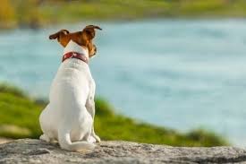Kopeklerin Kuyruk Hareketleri My Animals