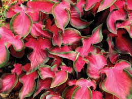 Image result for Caladium